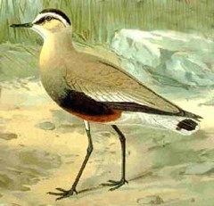 Sociable Lapwing